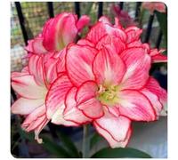 Bulbo di amarillide per decorazioni floreali primaverili da esterno-4bulbi-A