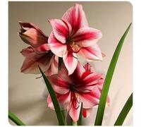 Bulbo di amarillide per decorazioni floreali primaverili da esterno-4bulbi-T