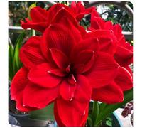 Bulbo di amarillide per decorazioni floreali primaverili da esterno-5bulbi-D