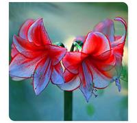 Bulbo di amarillide per ornamento floreale di balcone cortile e terrazzo-1bulbi-Q