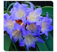 Bulbo di amarillide per ornamento floreale di balcone cortile e terrazzo-2bulbi-C