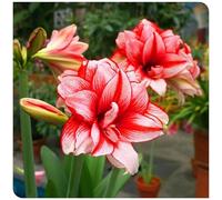 Bulbo di amarillide per ornamento floreale di balcone cortile e terrazzo-3bulbi-E