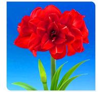 Bulbo di amarillide per ornamento floreale di balcone cortile e terrazzo-5bulbi-D