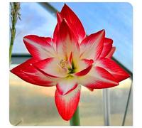 Bulbo di amarillide per ornamento floreale di balcone cortile e terrazzo-5bulbi-T