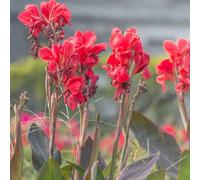 Bulbo di Canna Indiana-decorazione del balcone,da ombra resistenti per il giardino balcone,in vaso,regali insoliti 12pcs