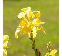 Bulbo di Canna Indiana-resistenti per il giardino da giardino,facile da piantare giardino di,da giardino,colorati da 5pcs