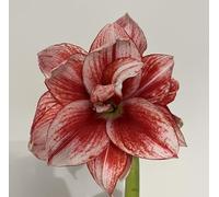 Bulbo di Hippeastrum a fiore doppio Elvas | Amaryllis rosso e bianco| bulbo di amarillis | bulbo 26-28cm | MY PLANTIS |