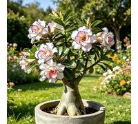 Bulbo di rosa del deserto - giardino resistenti raro 1rizoma