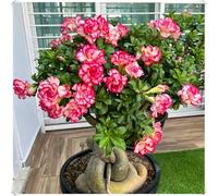 Bulbo di Rosa del Deserto Stile Tropicale per Decorazione Casa-1Bulbos-V