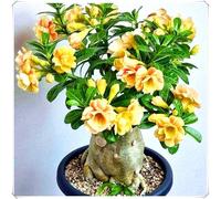 Bulbo di Rosa del Deserto Stile Tropicale per Decorazione Casa-1Bulbos-X