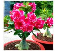 Bulbo di Rosa del Deserto Stile Tropicale per Decorazione Casa-3Bulbos-Z