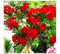 Bulbo di Rosa del Deserto Stile Tropicale per Decorazione Casa-4Bulbos-C