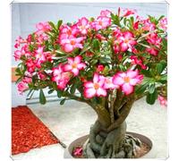 Bulbo di Rosa del Deserto Stile Tropicale per Decorazione Casa-5Bulbos-B