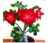 Bulbo Ornamentale di Rosa del Deserto Crescita Rapida e Facile Cura-3Bulbos-B