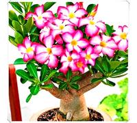 Bulbo Ornamentale di Rosa del Deserto Crescita Rapida e Facile Cura-3Bulbos-V