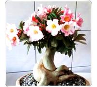 Bulbo Ornamentale di Rosa del Deserto Crescita Rapida e Facile Cura-4Bulbos-Z