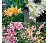 bulbos de lirios resistentes, de interior bulbos sono perenni resistenti 6pcs