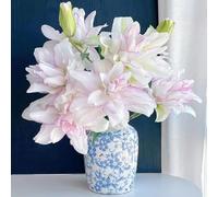 bulbos de lirios resistenti, Los bulbos de son perennes, resistenti, del giardino raras decorazione 10pcs