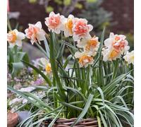 bulbos de narcissos perennes resistentes, raras del jardin Compra bulbos de narcisso tempranas, las son resistentes 9pcs