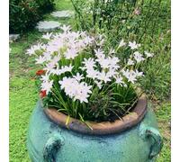 bulbos de zephyranthes - bulbos interiori Le rocce del giardino sono resistenti temprana 10pcs