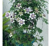 Bulbos resistentes de clemátide perennes resistentes los bulbos de son perennes 7pcs