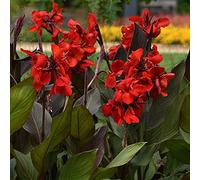 Bulbs | Suitable for home growing | 43.98-1.1bulbs:packing seeds only