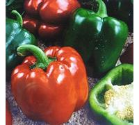 BULK 300 Sweet Seeds GIGANTE Pepper - KEYs Seeds ONLY