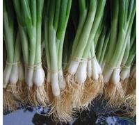 Bulk Seeds Tokyo Bianco Legare le cipolle * 100 Conte Pkt. * Lieve * Crisp * Dolci Seeds ONLY