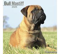 Bull Mastiff 2025 Square Wall Calendar | Dog Breed Calendar