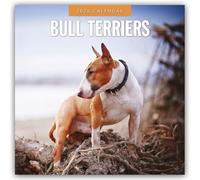 Bull Terriers - Bullterrier 2026 - 16-Monatskalender: Original Red Robin Publishing Ltd-Kalender [Mehrsprachig] [Kalender]
