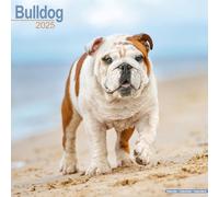 Bulldog 2025 Square Wall Calendar | Dog Breed Calendar