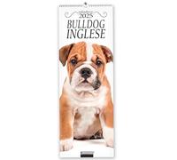 Bulldog inglese. Calendario 2025. Long