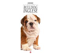 Bulldog inglese. Calendario 2026. Long