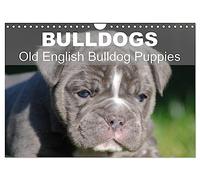 Bulldogs - Old English Bulldog Puppies (Wall Calendar 2026 DIN A4 landscape), CALVENDO 12 Month Wall Calendar: Beautiful bulldog puppies in the sun