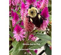 Bumble Bee on Pink Cockscomb