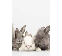 Bunny Dreams: Aesthetic Rabbit-Themed Lined Notebook for Teens, Women & Kids: Perfect for Journaling, School, or Everyday Use | 200 Ruled Pages | 6x9 Softcover | Ideal Bunny Gift