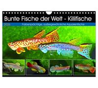 Bunte Fische der Welt - Killifische (Wandkalender 2026 DIN A4 quer), CALVENDO Monatskalender: Farbenprächtige, außergewöhnliche Aquarienfische