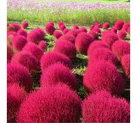 Burning Bush - 2100 Seeds - Kochia Scoparia var. Trichophylla - SHRUB Seeds ONLY