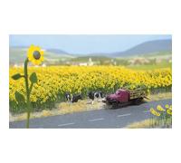 Ho Sunflower Field