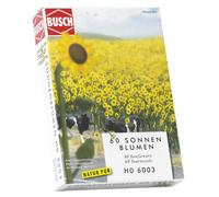 Ho Sunflower Field