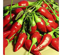 Busta Seme Peperoncino Calabrese Professional Seeds, Mondonatura