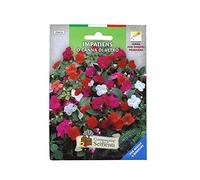 Busta Sementi Impatiens O Canna Di Vetro