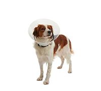 Buster, Collare elisabettiano a Imbuto Classico