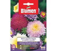 BUSTINA CON SEMI DI ASTRO PRINCIPESSA GIGANTE DOPPIO IN MISCUGLIO BLUMEN (M)