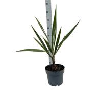 Butia Capitata in Vaso, Pianta Vera da Interno ed Esterno, Verde, 20 cm, Resistente alla Siccità, Bassa Richiesta d'Acqua, Vaso 21, Terriccio per Piante Grasse