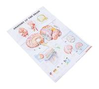BUTIFULSIC Poster Anatomico Cervello Umano su Tela 50x70 Cm, Tabella Didattica Anatomia per Scuola e Ufficio, Manifesto Medico Educativo Resistente e Leggibile