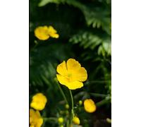 Buttercup Wildflower A5 Lined Hardback Glossy Notebook: Cottage Garden Journal, Botanist Notebook, Gift for Flower Lovers, Gardener Stocking Filler