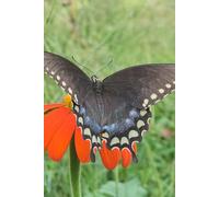 Butterfly Floral Journal: Butterfly Notebook