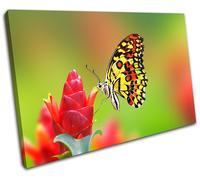 Butterfly Flowers Animals SINGLE TELA parete arte foto stampa