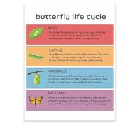Butterfly Life Cycle Poster Four Stages Egg Caterpillar Chrysalis Adult Metamorphosis Educational Science Chart For Kindergarten First Grade Elementary Classroom Decor(Framed,12x18inch(30x45cm))